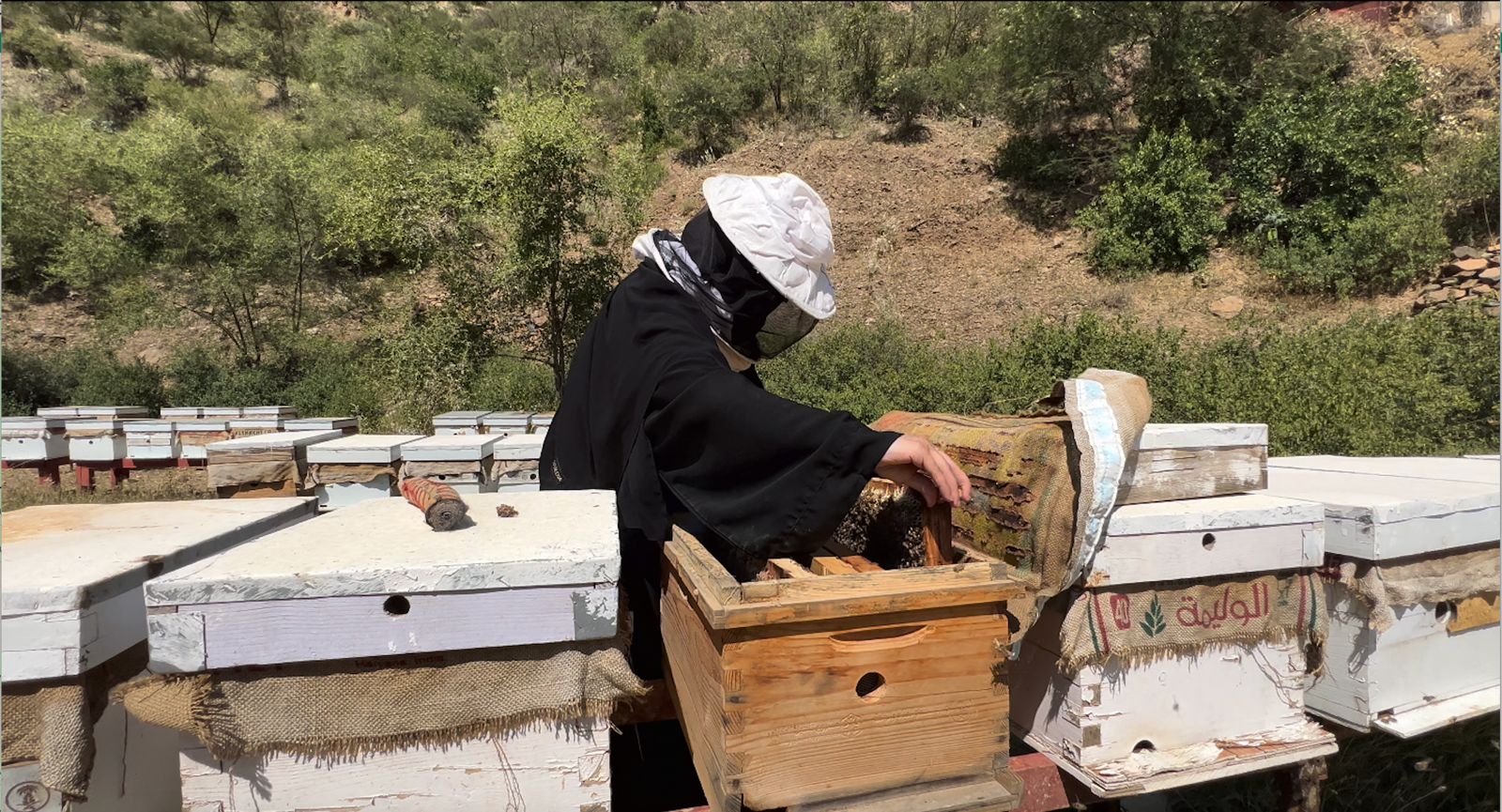 ريف السعودية: برنامج إكثار نحل العسل يسهم بتحقيق إنتاجية بنسبة (200%) في أربعة مناحل نموذجية
