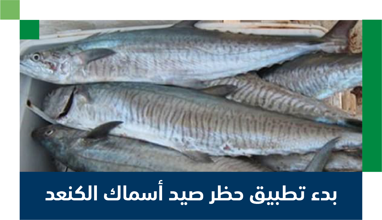 حظر صيد أسماك الكنعد